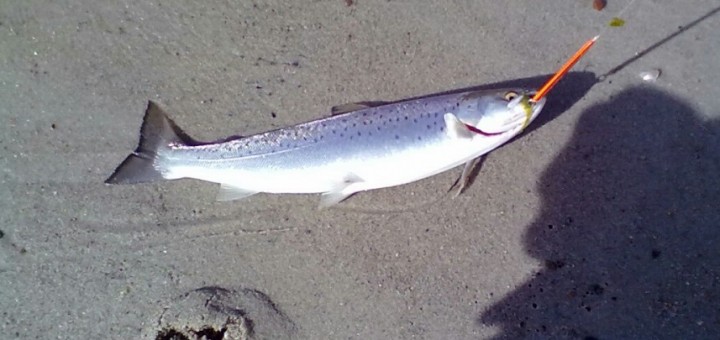 Genudsætning af fisk