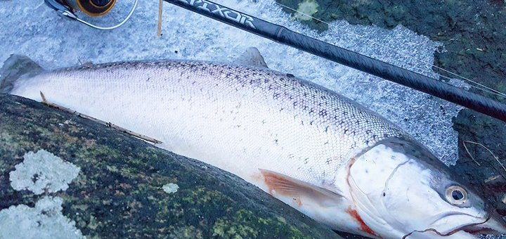 Fiskestang til havørred. Kyststang til under 1000 kr